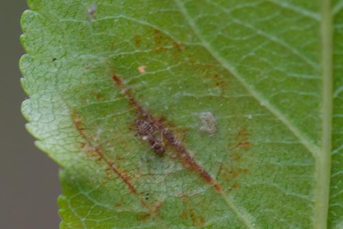 Ectopsocus briggsi