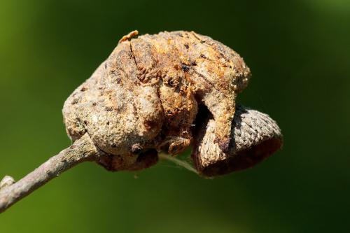 Réf. 233 022 : Andricus sp.