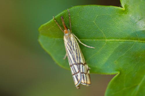 Réf. 233 032 : Chrysocrambus sp.