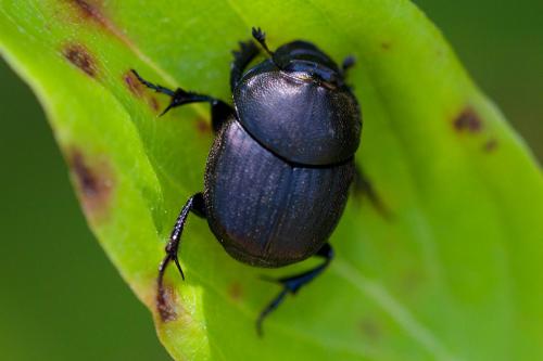 Onthophagus verticicornis