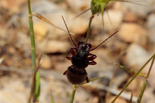 Réf. 233 662 : Ditomus calydonius