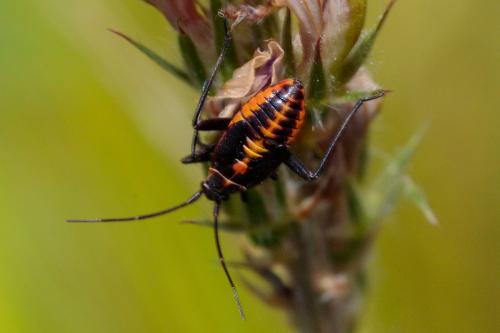 Réf. 233 468 : Calocoris nemoralis