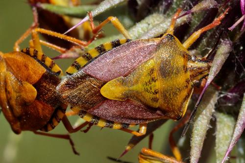 Réf. 233 538 : Carpocoris pudicus