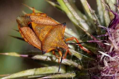 Réf. 233 543 : Carpocoris mediterraneus atlanticus