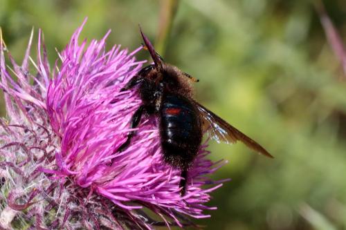 Réf. 233 545 : Xylocopa violacea