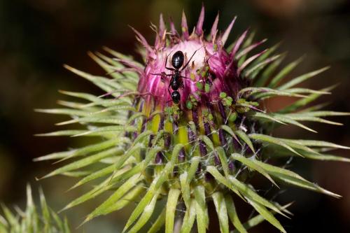 Aphis spiraecola