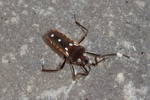 Velia saulii