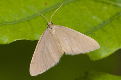 Réf. 233 772 : Minoa murinata