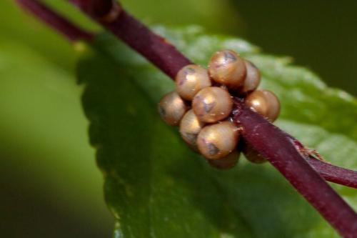 Rhaphigaster nebulosa