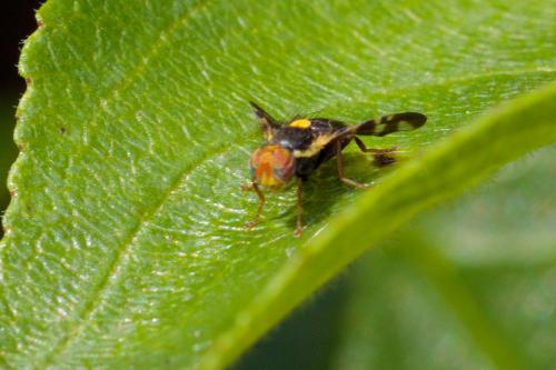 Réf. 233 820 : Rhagoletis cerasi