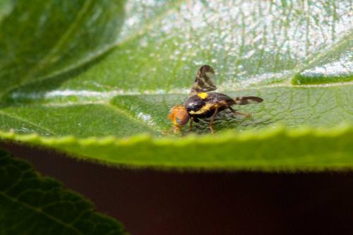 Rhagoletis cerasi