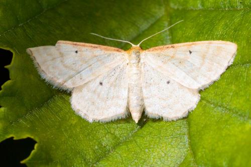 Idaea humiliata
