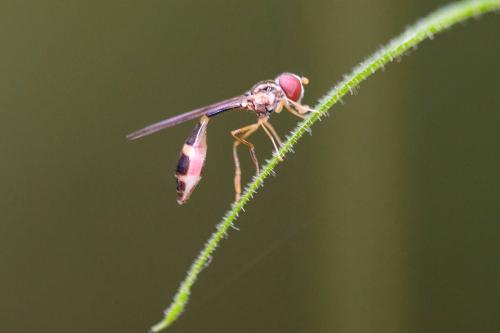 Baccha elongata