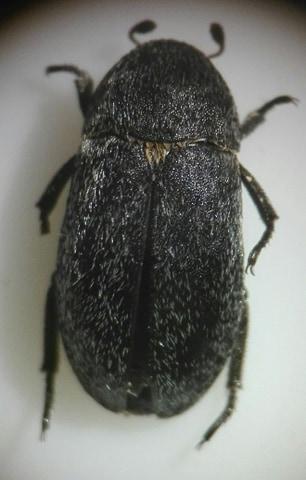 Réf. 233 415 : Dermestes laniarius