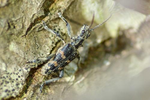 Rhagium sycophanta