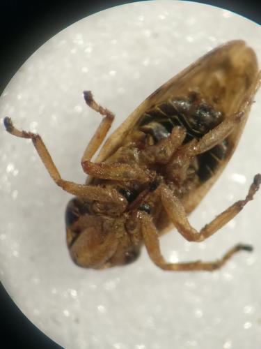 Philaenus spumarius
