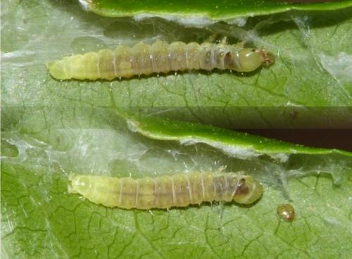 Acleris laterana