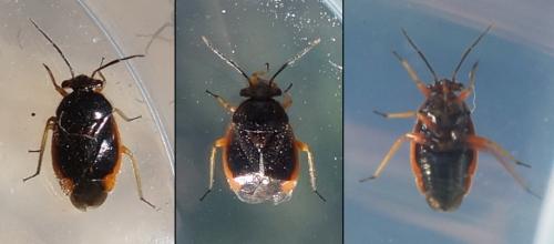 Strongylocoris erythroleptus
