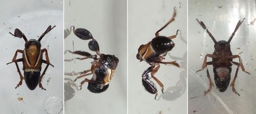 Réf. 233 178 : Caliscelis bonellii