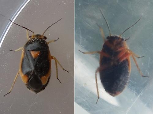 Strongylocoris erythroleptus