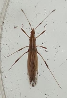 Réf. 233 199 : Berytinus sp.
