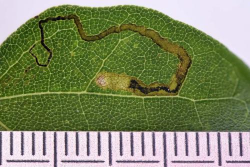 Réf. 233 787 : Stigmella aceris