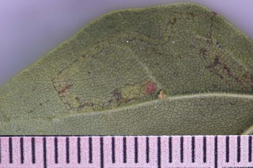Réf. 233 788 : Stigmella aceris