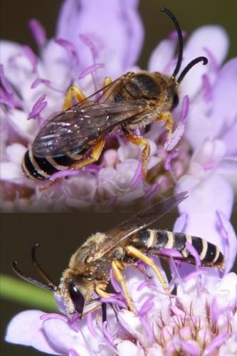 Réf. 233 246 : Halictus scabiosae
