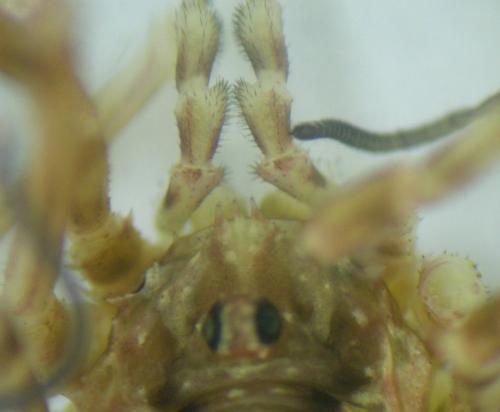 Lacinius ephippiatus