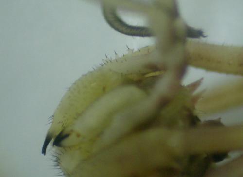 Lacinius ephippiatus