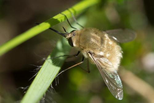 Bombylius sp.