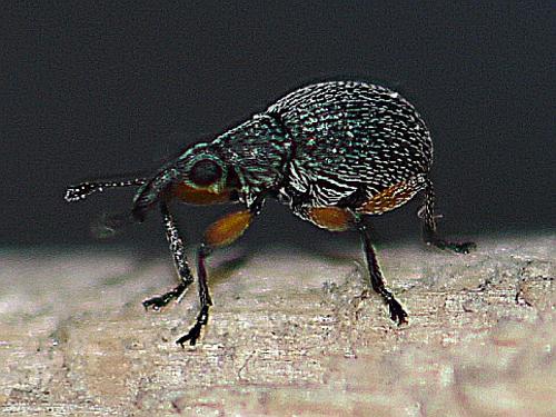 Oryxolaemus scabiosus