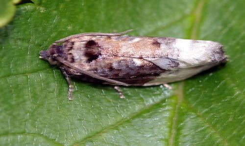 Hedya sp.