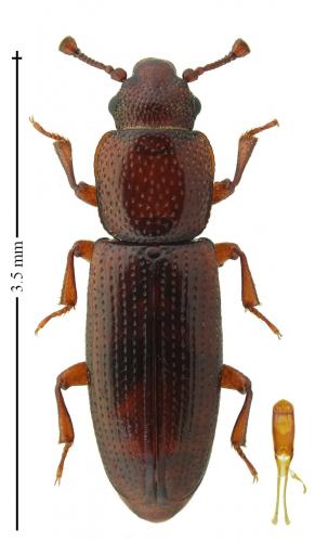 Réf. 233 552 : Rhizophagus cribratus