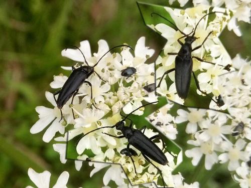 Rutpela nigra