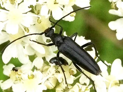 Rutpela nigra