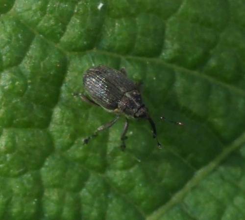 Réf. 233 829 : Ceutorhynchus sp.
