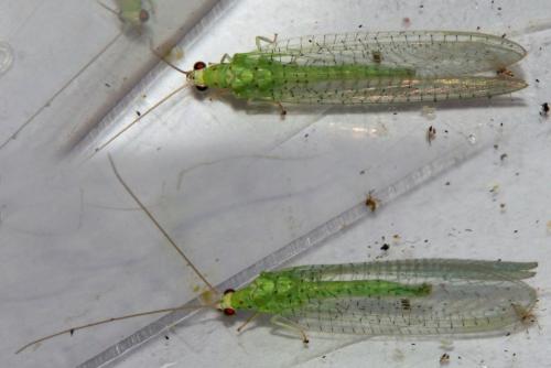 Pseudomallada sp.