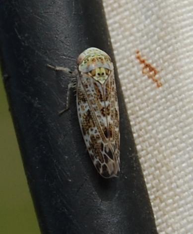 Réf. 233 880 : Allygus mixtus
