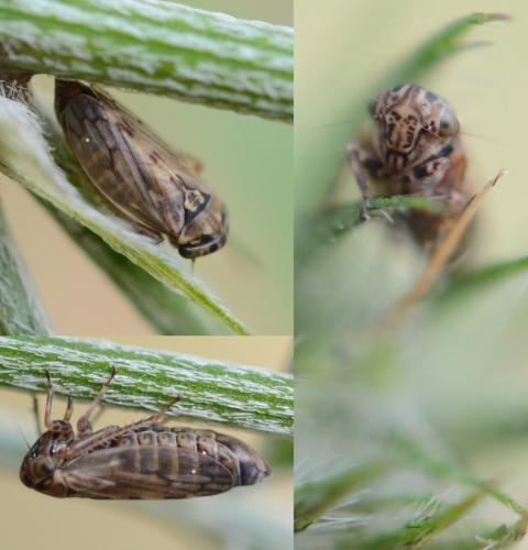 Agalliinae