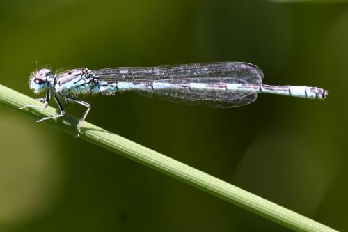 Réf. 233 594 : Coenagrion mercuriale