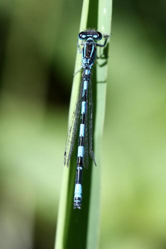 Réf. 233 595 : Coenagrion mercuriale