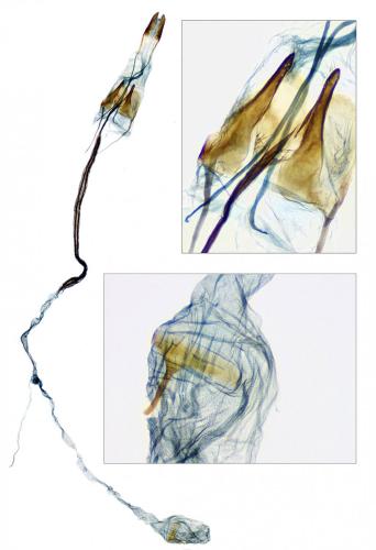 Réf. 233 925 : Coleophora lixella