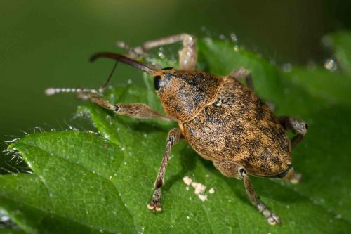 Réf. 233 807 : Curculio nucum