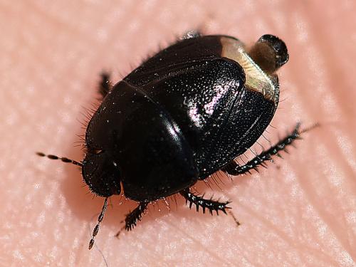 Aethus pilosus