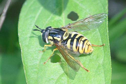 Réf. 233 642 : Chrysotoxum cautum