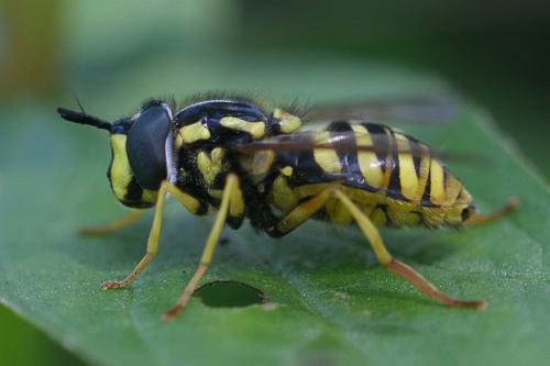 Réf. 233 643 : Chrysotoxum cautum
