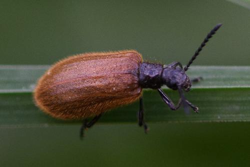 Lagria sp.