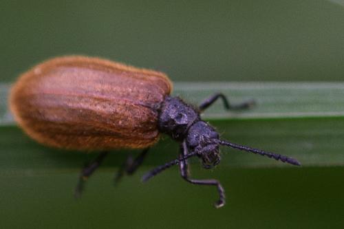 Lagria sp.