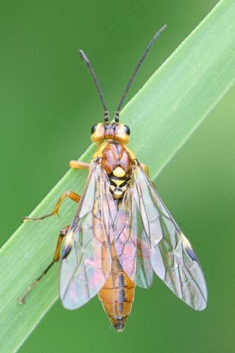 Tenthredopsis sp.